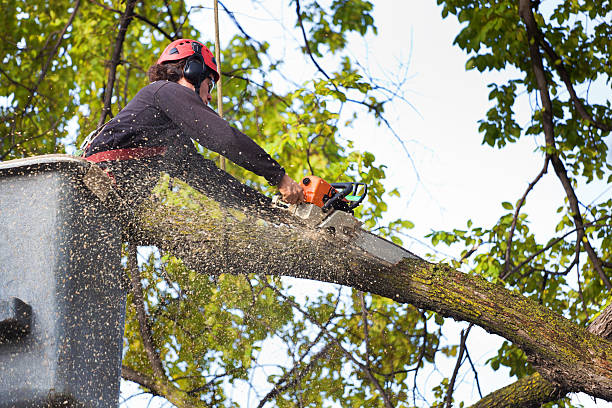 The Steps Involved in Our Tree Care Process in Menifee, CA